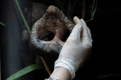 Mara recibió mucho cariño de parte de sus cuidadores antes de ser trasladada