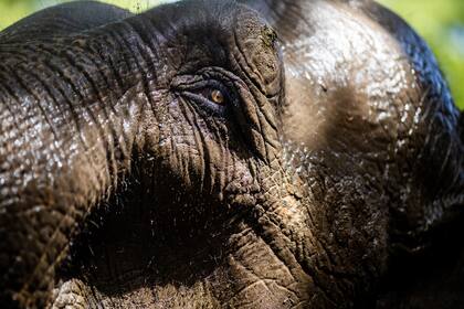 La elefanta Mara, oriunda de la India, emprendió este sábado su viaje desde Buenos Aires hacia un santuario en Brasil para mejorar su calidad de vida