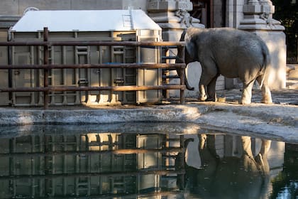 En un operativo que llevó unas tres horas en el Ecoparque, en el barrio capitalino de Palermo, la elefanta fue subida a una enorme caja especialmente preparada para su traslado