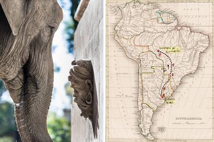 La elefanta Mara y el mapa con el trazado de su viaje desde Buenos Aires al santuario en Brasil