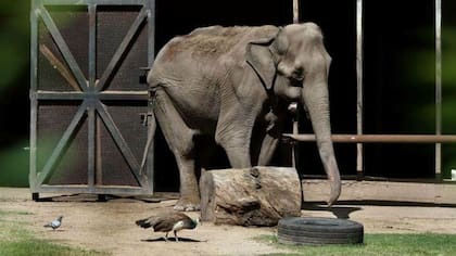 La elefanta ‘Pelusa’ está hace más de 50 años en un hábitat del zoo de La Plata.