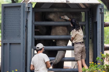 La elefanta Pupy es entrenada para ingresar a la "caja" en la que será transportada a un santuario para animales en Mato Grosso, en Brasil