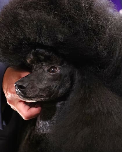 La elegancia del mini poodle que ganó y sorprendió a todos