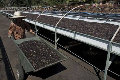 La elevada producción de los granos más convencionales tiene los precios del café deprimidos
