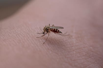 La eliminación del mosquito pica tobillos no alteraría el ecosistema de Los Ángeles