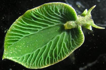 La Elysia chlorotica es el ejemplo icónico de los animales fotosintéticos