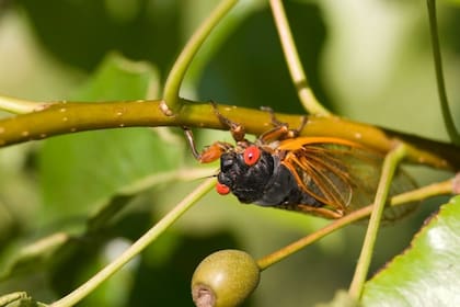 La emergencia de Brood XIV se considera uno de los fenómenos naturales cíclicos más notorios del este de Estados Unidos (National Geographic)