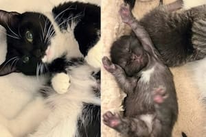 La emotiva historia de Oreo, un felino que se creyó que era macho y terminó sorprendiendo a sus dueños