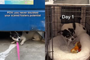 La emotiva historia de Sammy, el cachorro que volvió a recuperar la confianza en las personas gracias a su rescatista