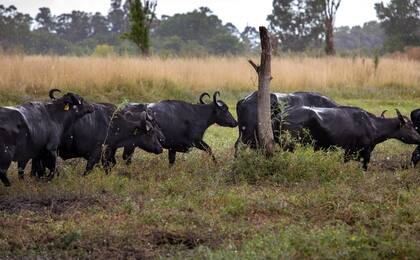Emprendedor: comenzó con dos búfalas y una olla y ya vende sus propios productos de una leche única 4 La empresa apostó a la producción de búfalos