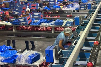 La empresa cuenta con área de empaque y cámara de frío