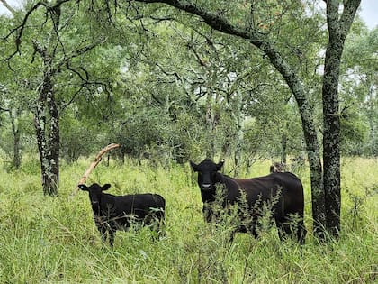 La empresa desarrolló Brangus