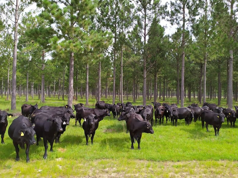 Innovación y diversificación: el modelo agroforestal que marca tendencia en Corrientes