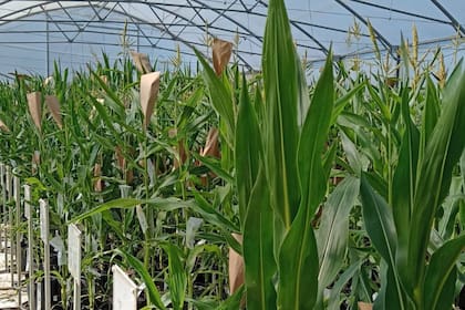 La empresa es referente en investigación en maíz