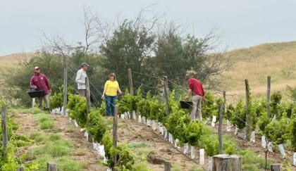 La empresa espera alcanzar una producción de 20.000 botellas de vino