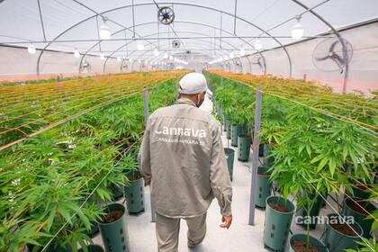 La empresa espera la autorización para ampliar la producción de 35 hectáreas a 600; el año que viene estarían ya en 220