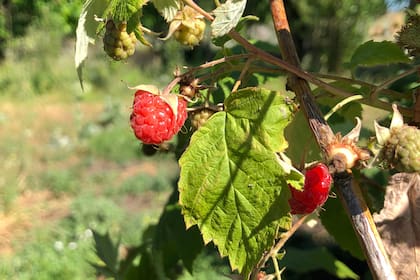 La empresa hace frambuesas en Carmen de Patagones y moras en Arrecifes