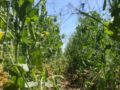 La empresa hizo la primera exportación de arveja amarilla a granel a India