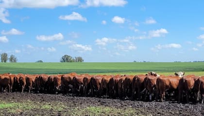 La empresa maneja un rodeo cercano a las 12.000 madres y produce alrededor de 10.000 novillos por año, con destino mayoritariamente exportador