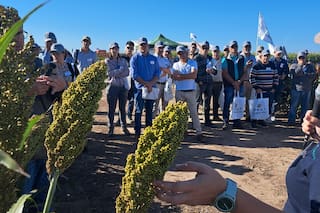 Una semillera mostró el protagonismo cada vez más fuerte del sorgo