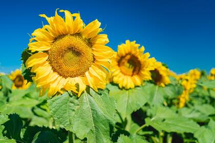 La empresa tiene el laboratorio de semillas de girasol confitero más grande del mundo