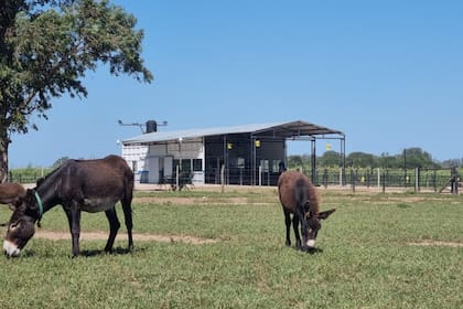 La empresa tiene un rodeo de entre 280 y 300 burras, de las que hay en ordeñe un tercio