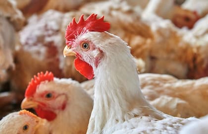 La empresa tiene una producción avícola de 60 millones de animales por año