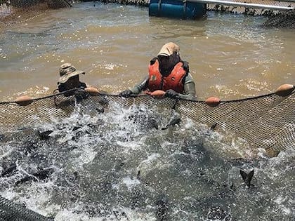 La empresa trabaja bajo el sistema de "protección y desarrollo"