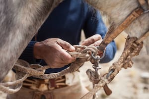 Un hombre de 60 años murió de encefalitis equina