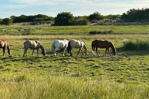 Con la llegada de las lluvias y mosquitos, alertan por el riesgo de nuevos brotes de encefalomielitis equina en la Argentina