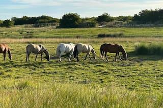 Con la llegada de las lluvias y mosquitos, alertan por el riesgo de nuevos brotes de encefalomielitis equina en la Argentina