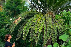 La “planta más solitaria del mundo” a la que los científicos le buscan pareja porque su reproducción natural es imposible