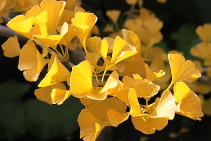 La energía del ginkgo es de renovación y equilibrio, perfecta para quienes buscan una conexión más profunda con la naturaleza