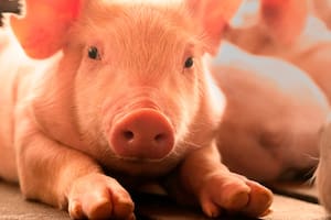 El Gobierno endureció controles para erradicar una importante enfermedad endémica de los porcinos
