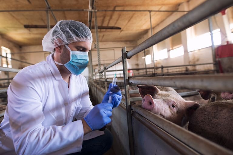 Fuerte crítica de productores contra el Senasa ante un nuevo brote de la  “aftosa” porcina - LA NACION