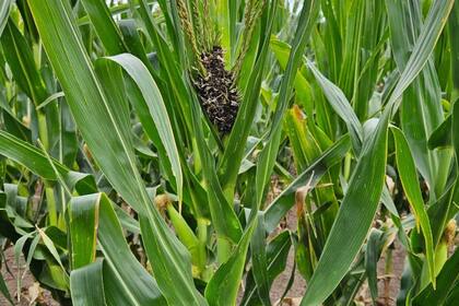 La enfermedad no ha dejado de propagarse, encontrándose presente en más del 40% de los lotes de maíz del sudeste de Buenos Aires, en general con incidencias muy bajas (0,1% a 1%), pero ya ingresando en los lotes y con casos puntuales de 30%, 50% y hasta 100% en ensayos con alta presión previa de la enfermedad