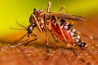 Primavera: revelan un método poco conocido para evitar que haya mosquitos en las casas