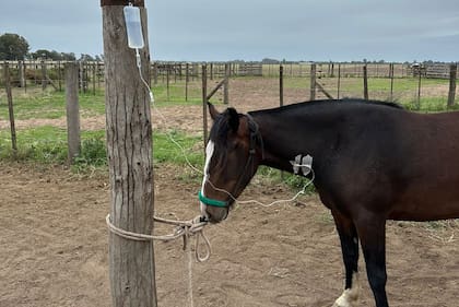 La enfermedad tuvo una rápida expansión