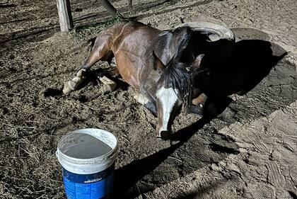 La enfermedad ya afectó a los caballos en 15 provincias