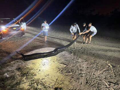 La enorme pitón birmana, de más de 5 metros, estaba en un camino de terracería
