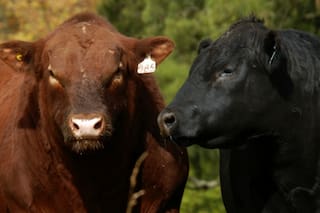 Amortización acelerada de reproductores: una idea de alto impacto productivo