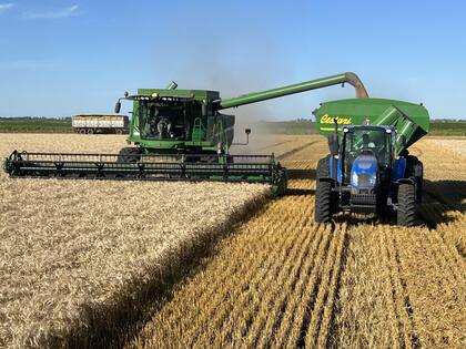 La entidad señaló que “debe señalarse que, en este contexto de grandes rindes, opera una menor presencia de contenido proteico en el cereal cosechado”, y que durante la semana previa “se registraron las primeras anotaciones con valores de 10,5%”