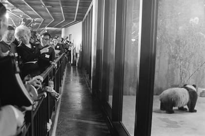 La entonces primera dama estadounidense, Pat Nixon, dio la bienvenida a los pandas en una gran fiesta en la capital estadounidense