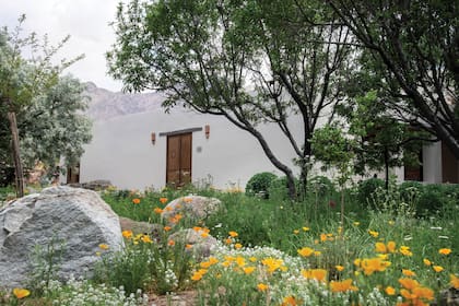 La entrada a la casa con un Elaeagnus angustifolia de follaje gris que armoniza con los cerros y con las rocas. Más atrás, sedum podados en forma redondeada que contrastan con la plantación silvestre.