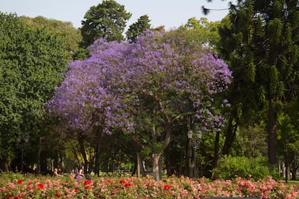 La entrada al Rosedal es libre y gratuita, de martes a domingo