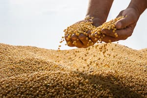 Con el inicio de la cosecha en EE.UU. y de la siembra en Brasil, el valor de la soja bajó un 1,8% en Chicago
