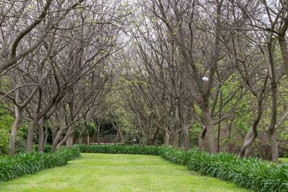 La entrada está flanqueada por tipas que también aportan su aroma.
