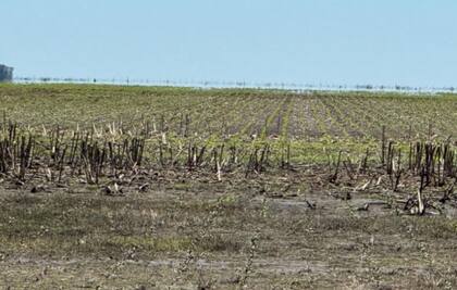 La entrada y estancamiento del agua les hizo perder la planta a Carrera, pero luego de diez días pudieron volver a resembrar
