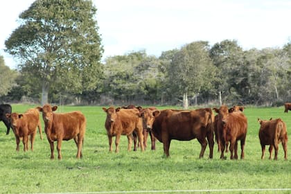 La escasez de oferta sigue siendo uno de los principales rasgos del mercado inmobiliario rural, especialmente en los campos agrícolas de mayor calidad