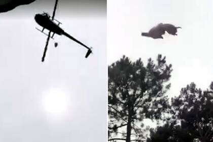 La escena del animal que se precipita a la piscina desde el helicóptero se viralizó en redes sociales a medida que crecía el repudio de los usuarios